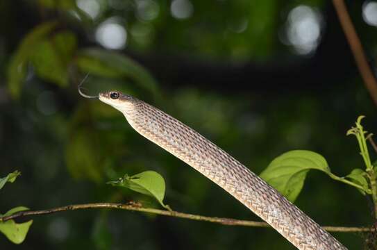 Image of Large-eyed bronzeback