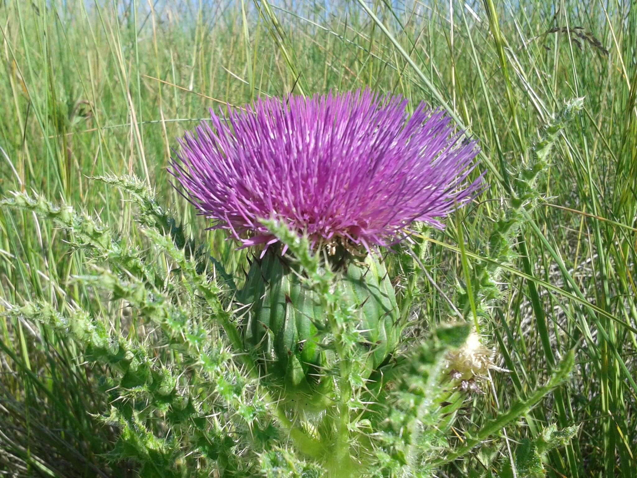 Plancia ëd Cirsium drummondii Torr. & A. Gray