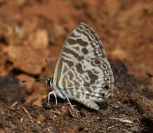 Image of Leptotes plinius