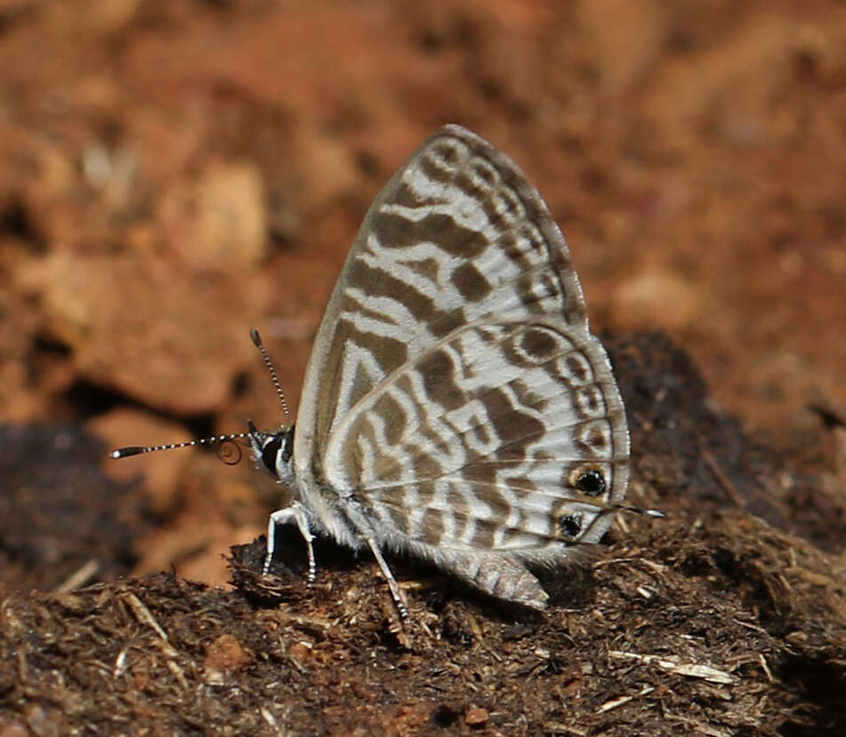 Image of Leptotes plinius