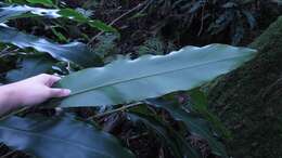 Image of Alpinia sessiliflora Kitam.