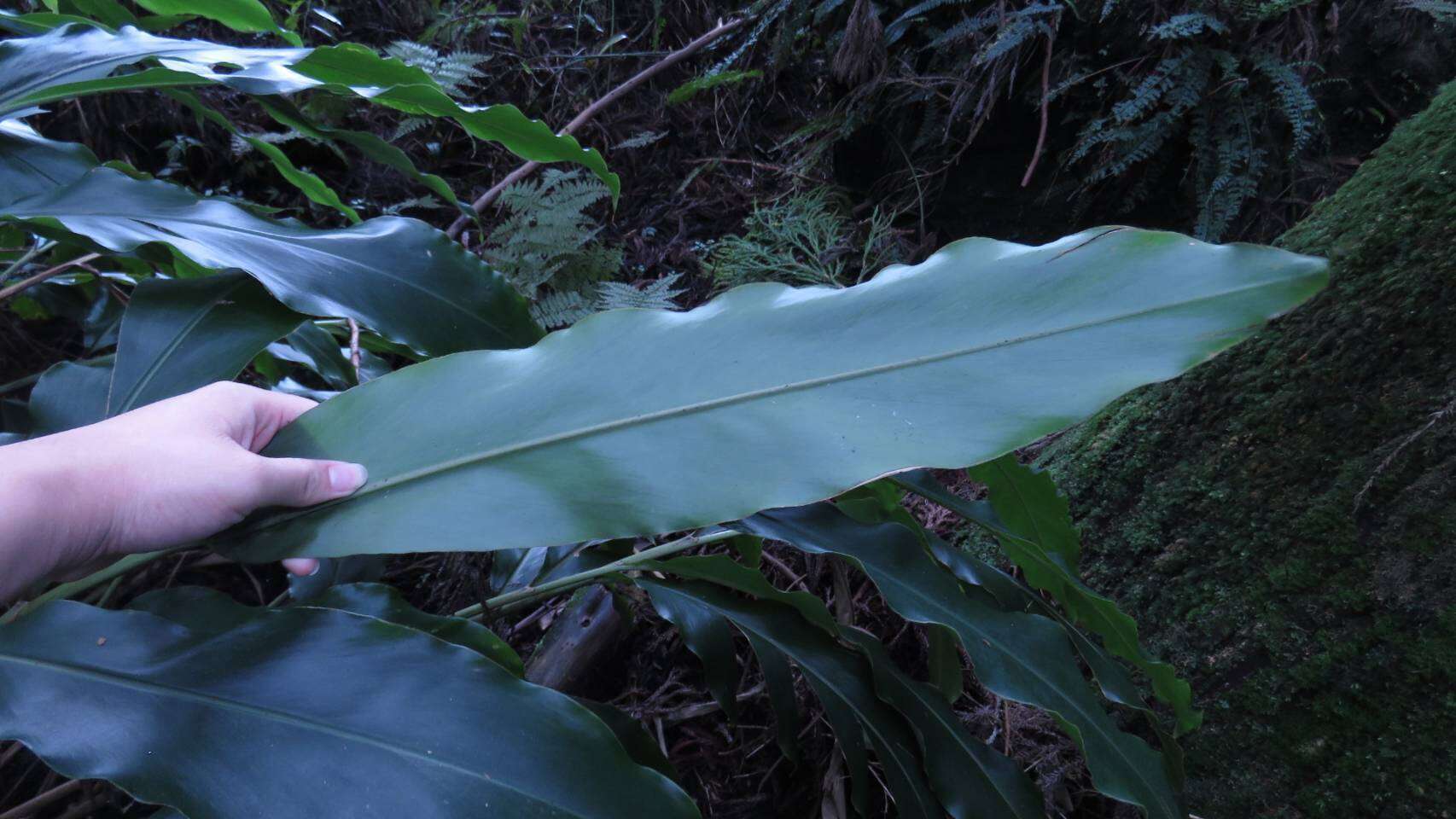 Image of Alpinia sessiliflora Kitam.