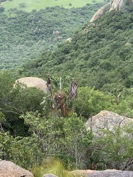 Image of Mountain strelitzia