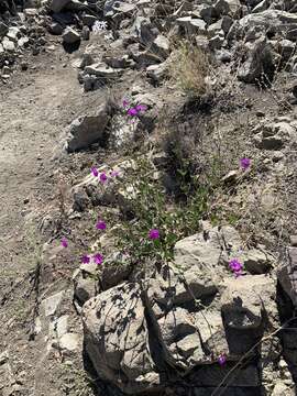 Image of Cistanthe grandiflora (Lindl.) Schltdl.