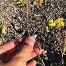 Image of Death Valley suncup