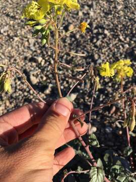 Image of Death Valley suncup