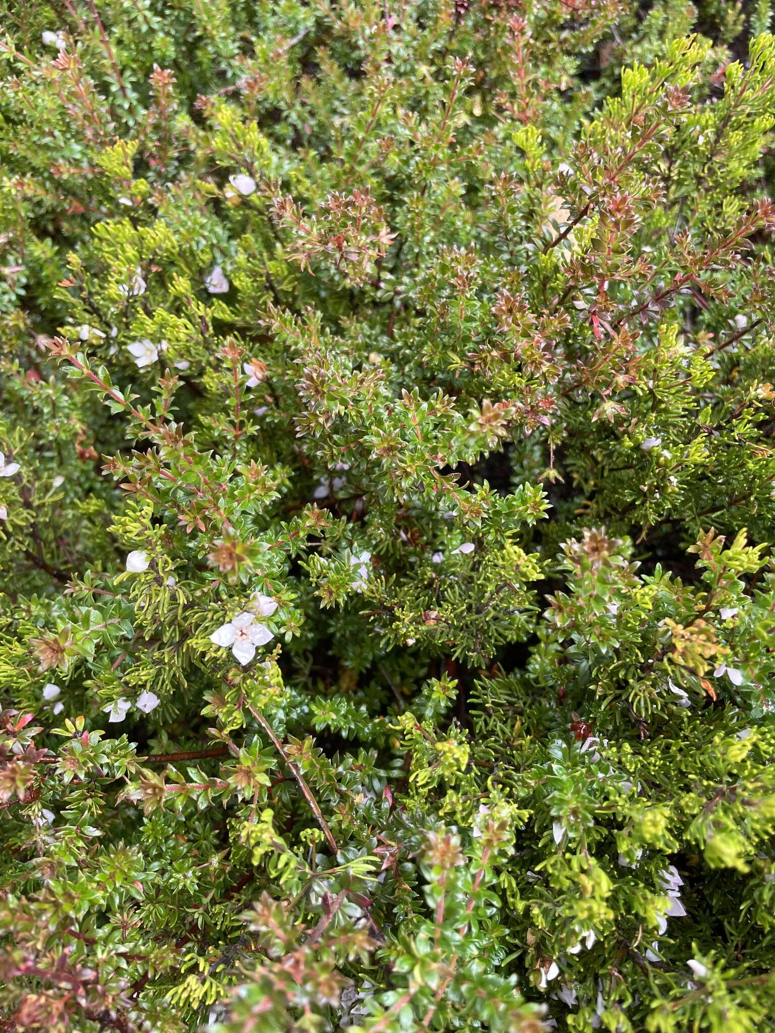 Image of Boronia citriodora subsp. citriodora