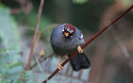 Image of Chestnut-capped Laughingthrush