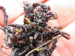 Image of Hooked Scorpion Moss