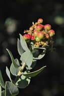 Image of Schreiber's manzanita