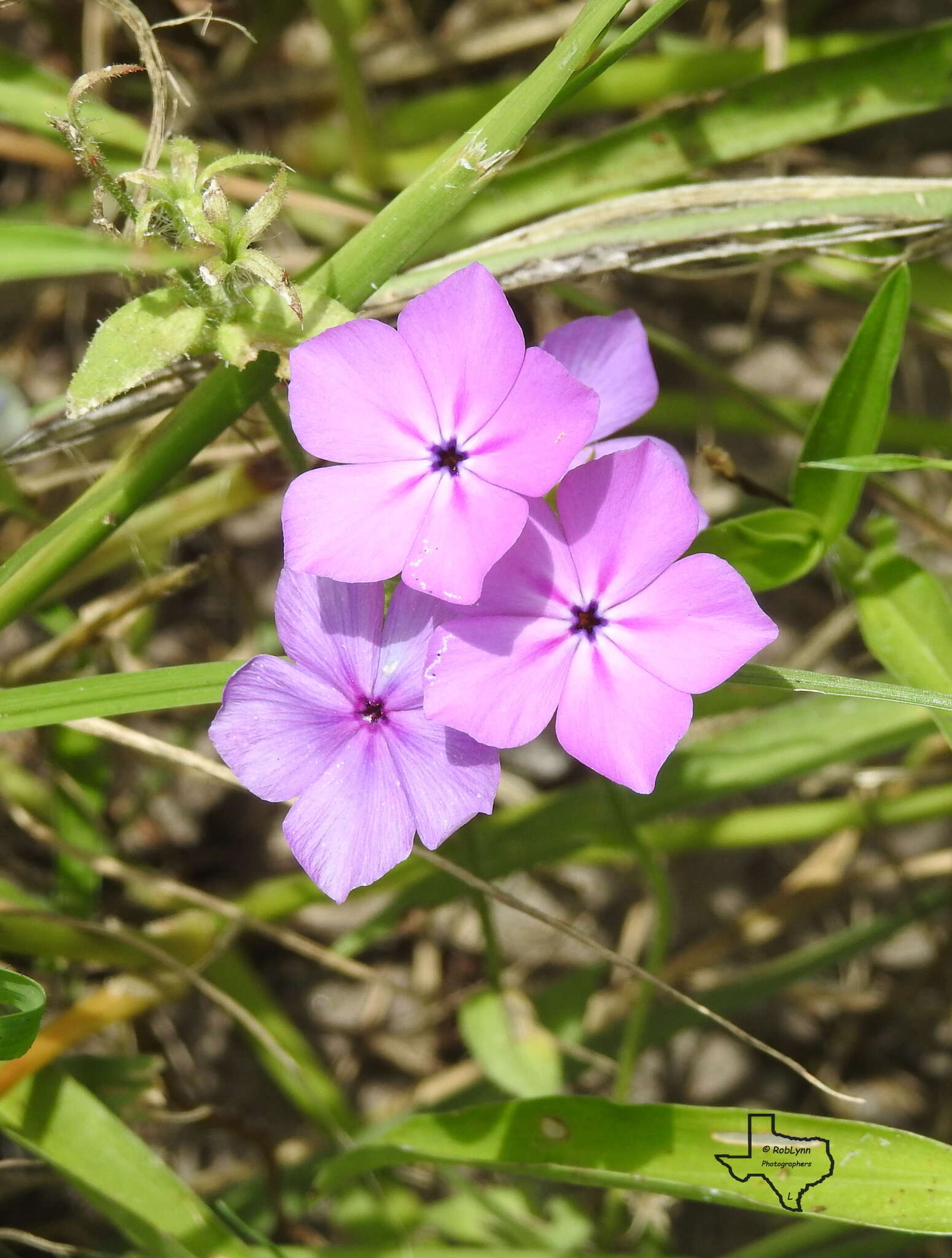 Imagem de Phlox glabriflora (Brand) Whitehouse