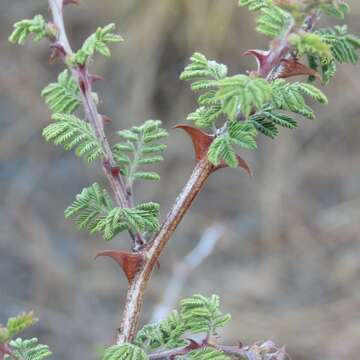 Plancia ëd Mimosa aculeaticarpa Ortega