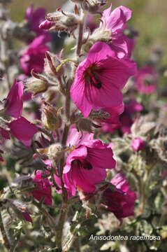 Image de Anisodontea racemosa (E. Mey. ex Harv.) D. M. Bates