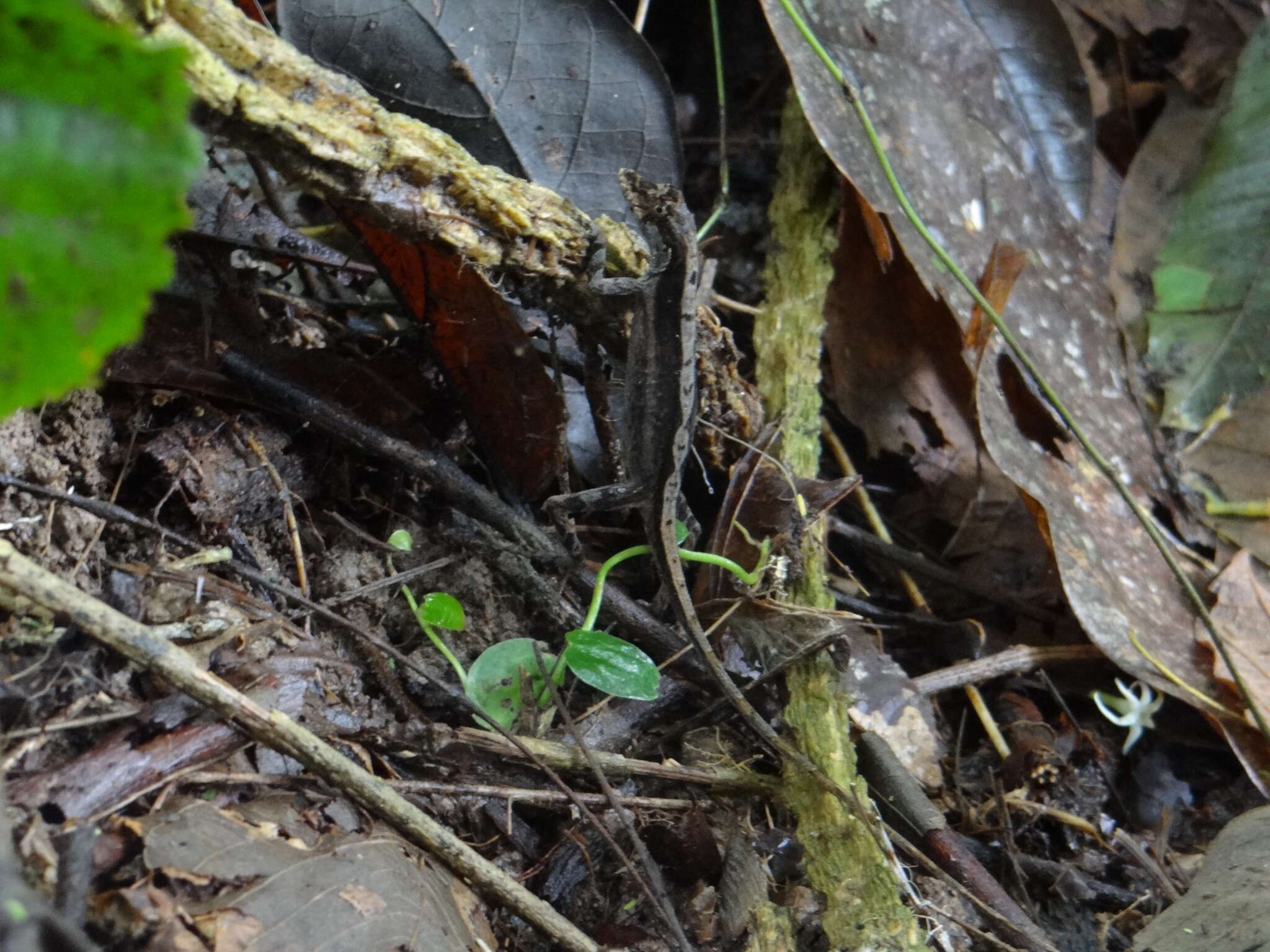 Image of Two-marked Anole