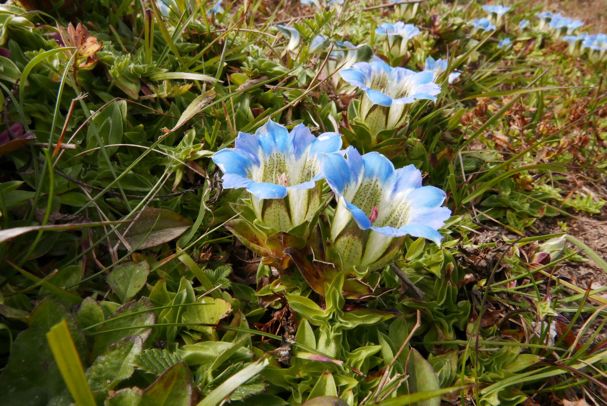 Image of Gentiana depressa D. Don