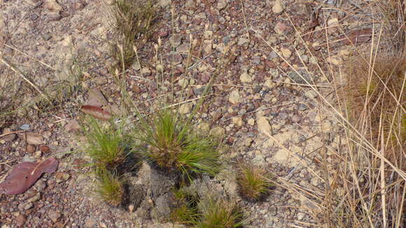 Image of Bulbostylis paradoxa (Spreng.) Lindm.