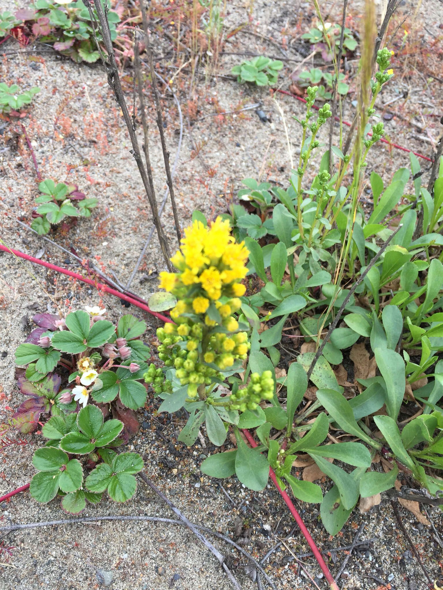 صورة Solidago spathulata DC.