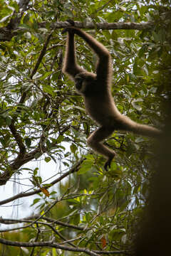 Image of Bornean Agile Gibbon