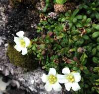 Imagem de Diapensia lapponica var. obovata F. Schmidt