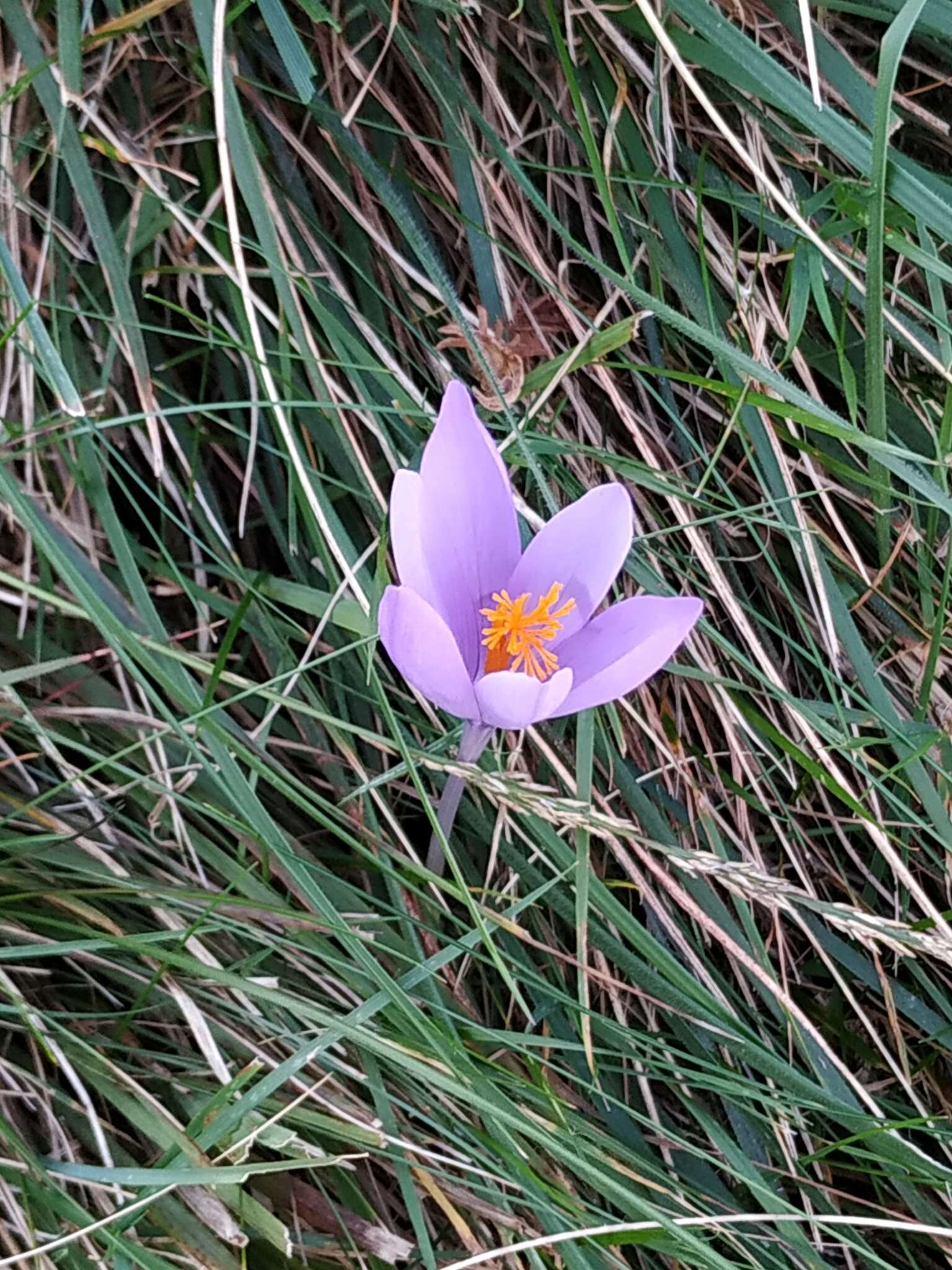 Crocus nudiflorus Sm. resmi