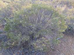 Imagem de Eremophila pustulata S. Moore