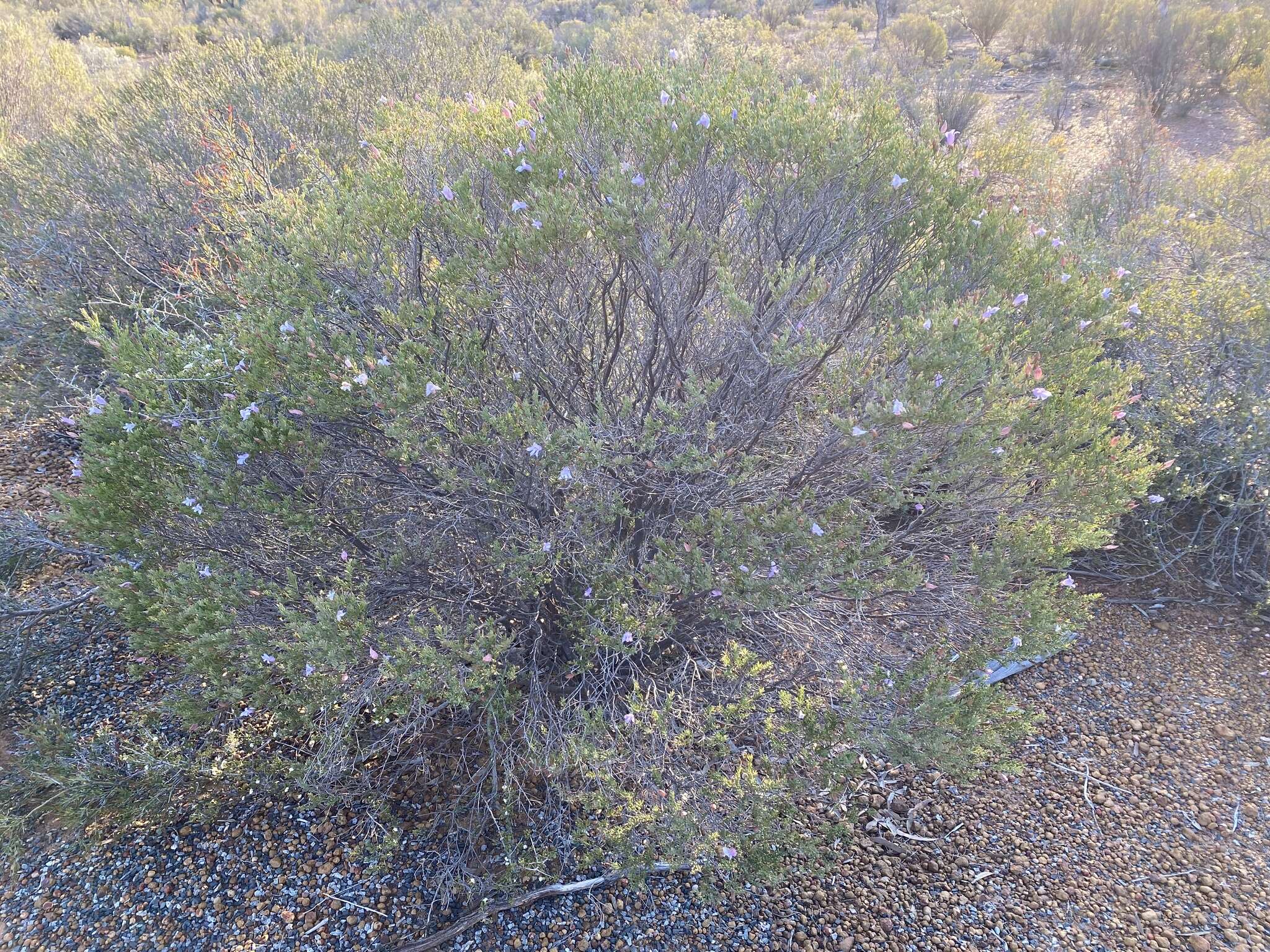 Image of Eremophila pustulata S. Moore