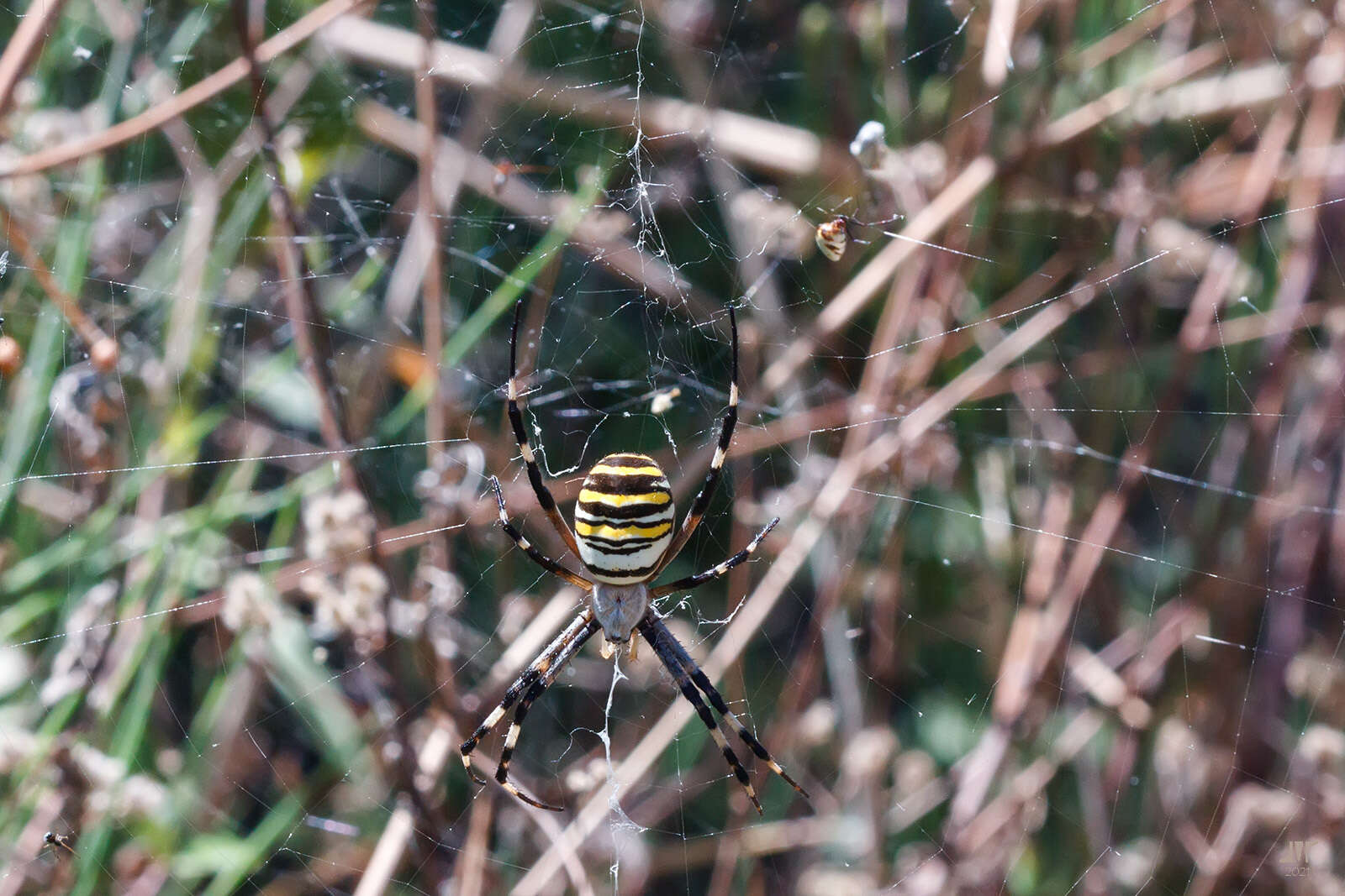 Image of Dewdrop spider