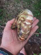 Image of chambered nautilus