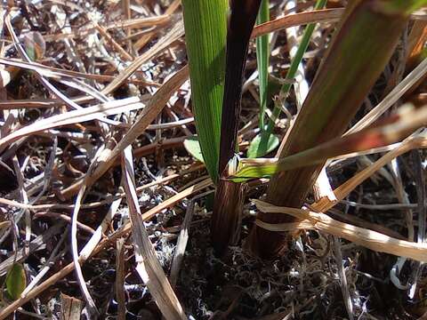 Imagem de Arctagrostis