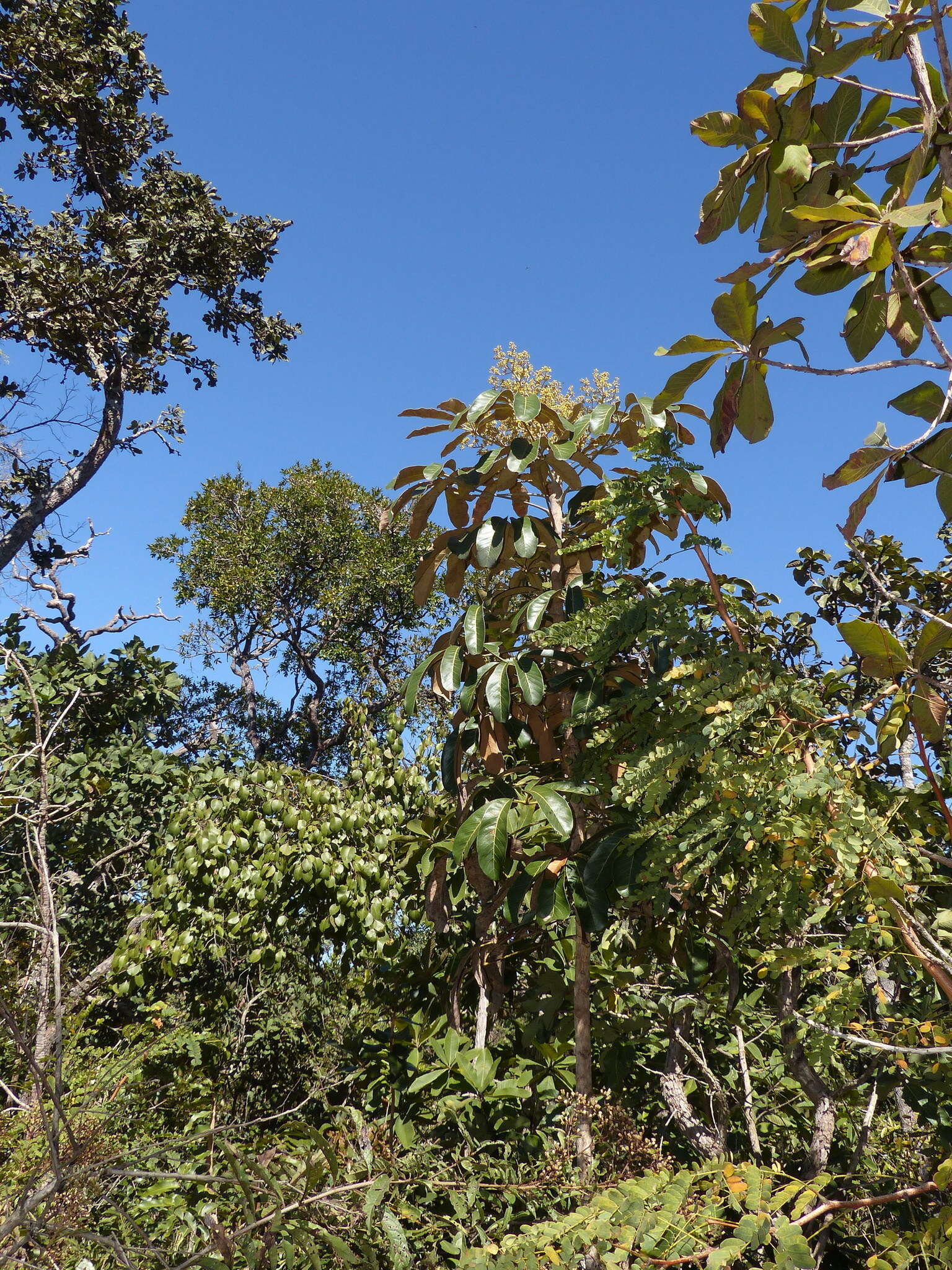 Image of Schefflera macrocarpa (Cham. & Schltdl.) Frodin