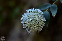 Image of Bouvardia quinquenervata Standl.