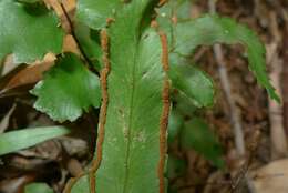 Image of Lindsaea vieillardii Mett.