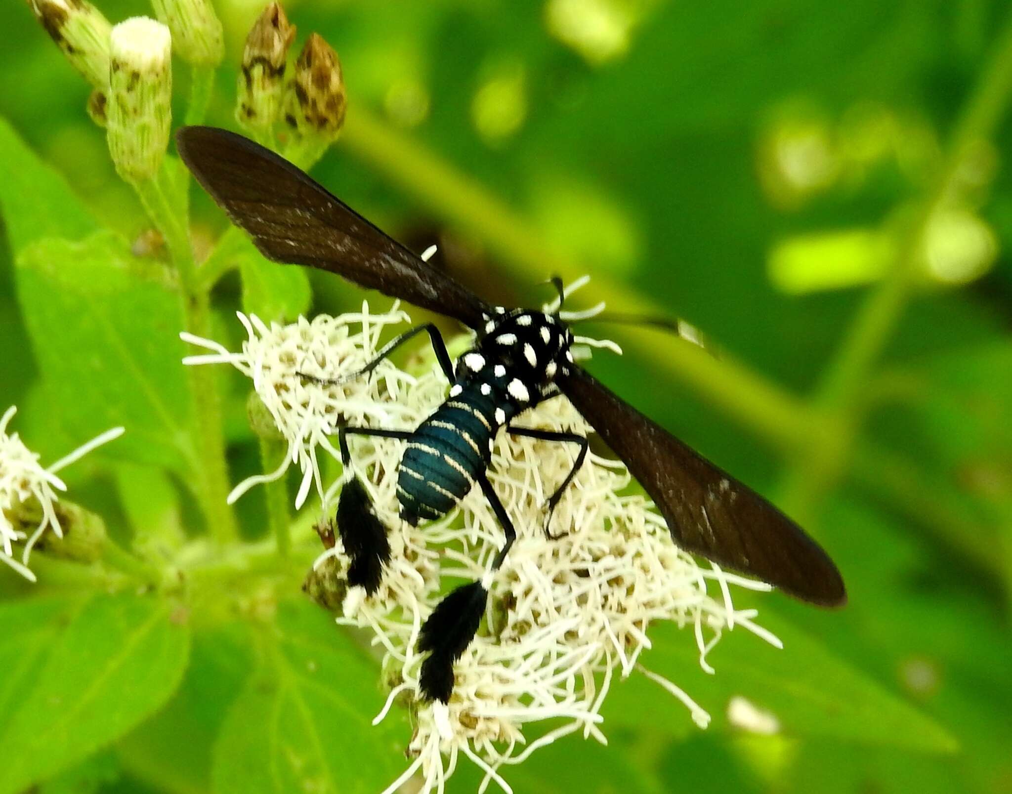 Image of Horama plumipes Drury 1773