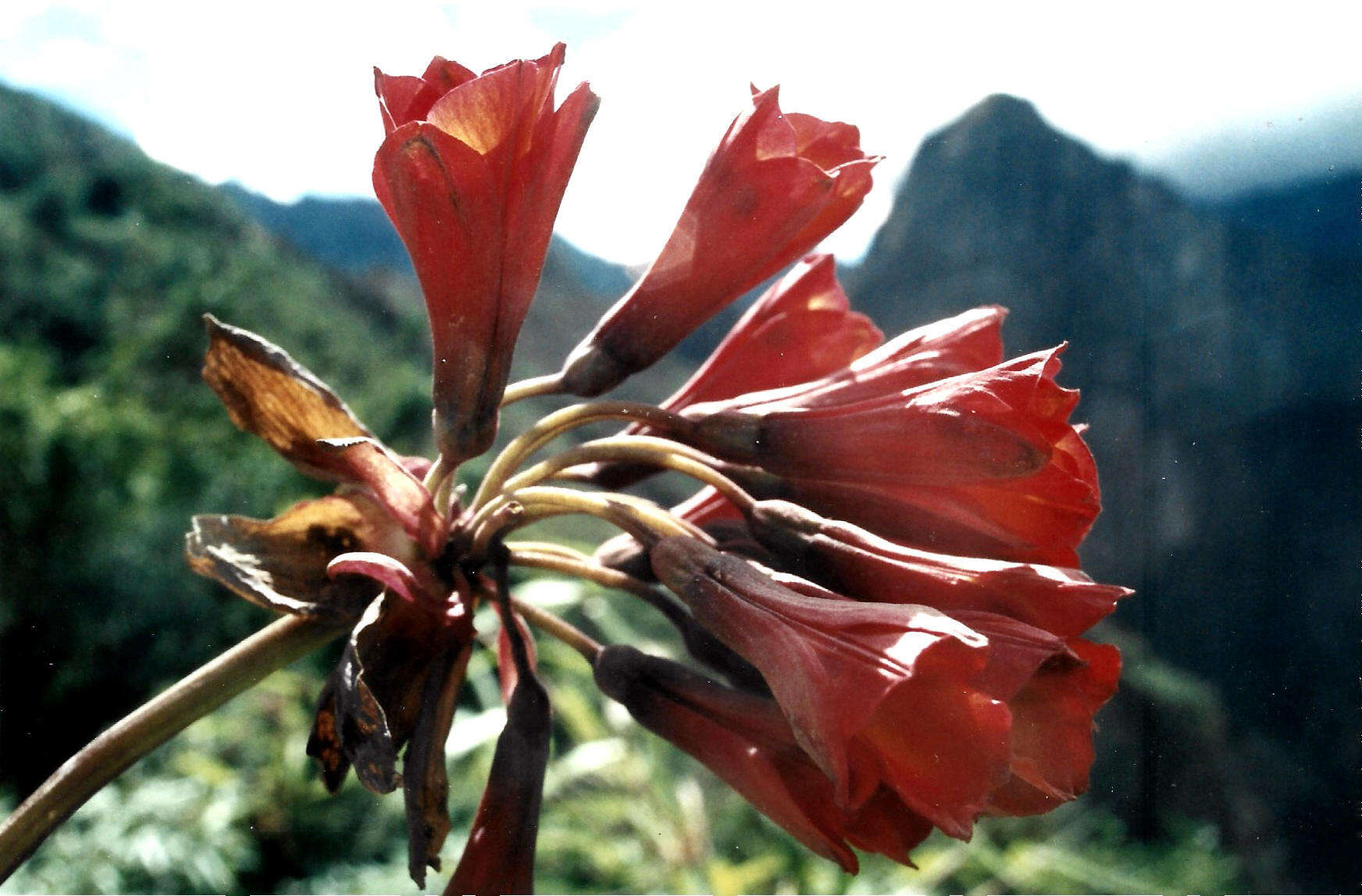 Image of Bomarea formosissima (Ruiz & Pav.) Herb.