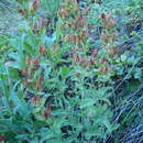 Image of Hypericum linarioides subsp. linarioides