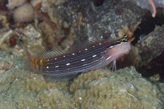 Image of Pictus Blenny