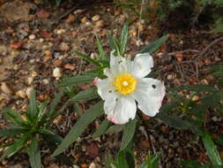 Image of Cistus ladanifer subsp. ladanifer