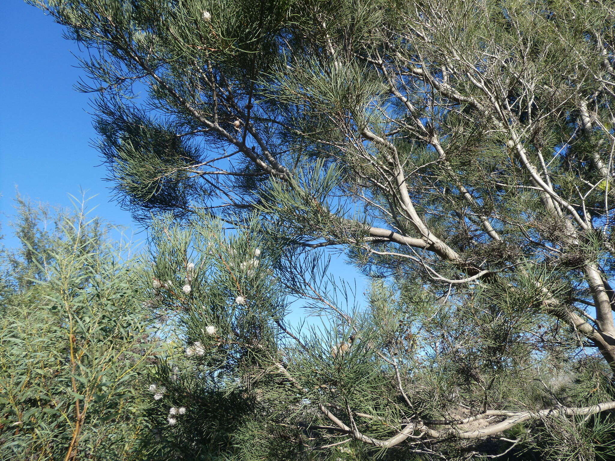 Image of Hakea drupacea (C. F. Gaertn.) Roem. & Schult.