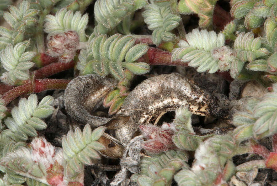 صورة Astragalus monoensis Barneby