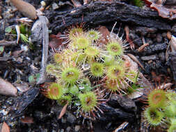 Imagem de Drosera glanduligera Lehm.