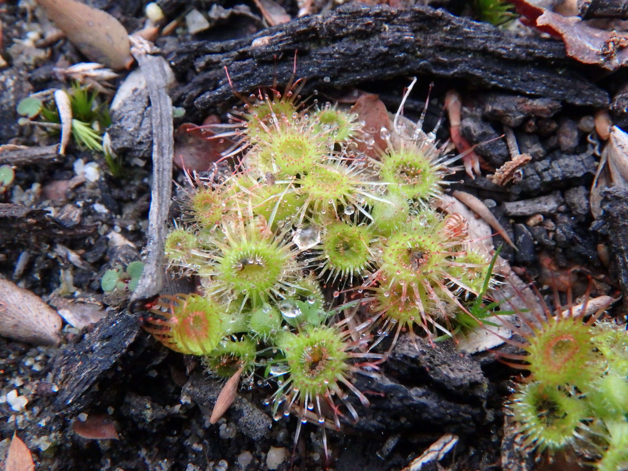 Imagem de Drosera glanduligera Lehm.