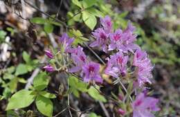 Plancia ëd Rhododendron macrosepalum Maxim.