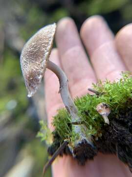 Image de Psathyrella pennata (Fr.) A. Pearson & Dennis 1948