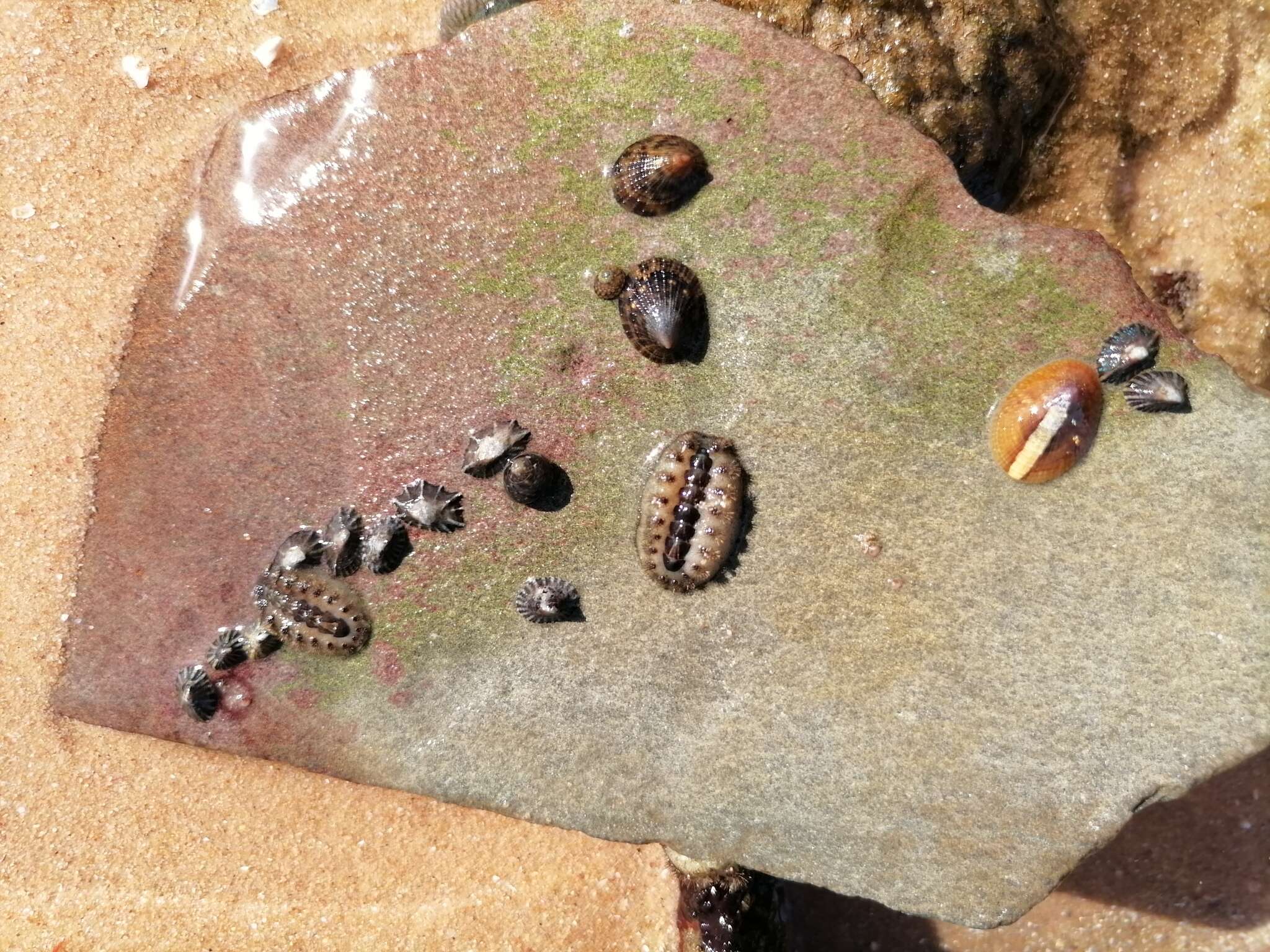 Image of spiny chiton