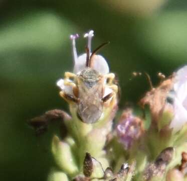 Image of Halictus confusus Smith 1853