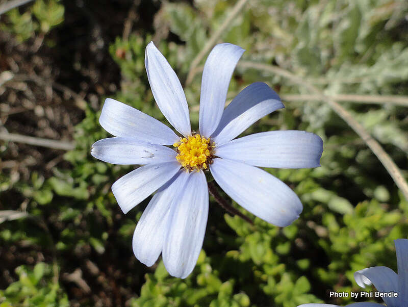 Image of blue daisy