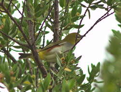 Image de Zostérops à flancs marron