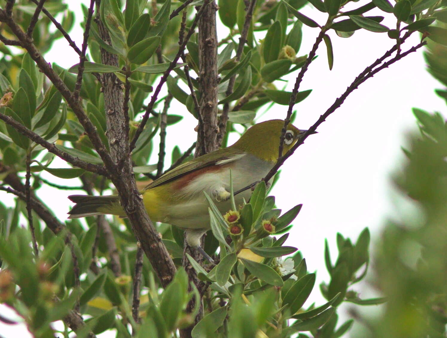 Image of Chestnut-flanked White-eye