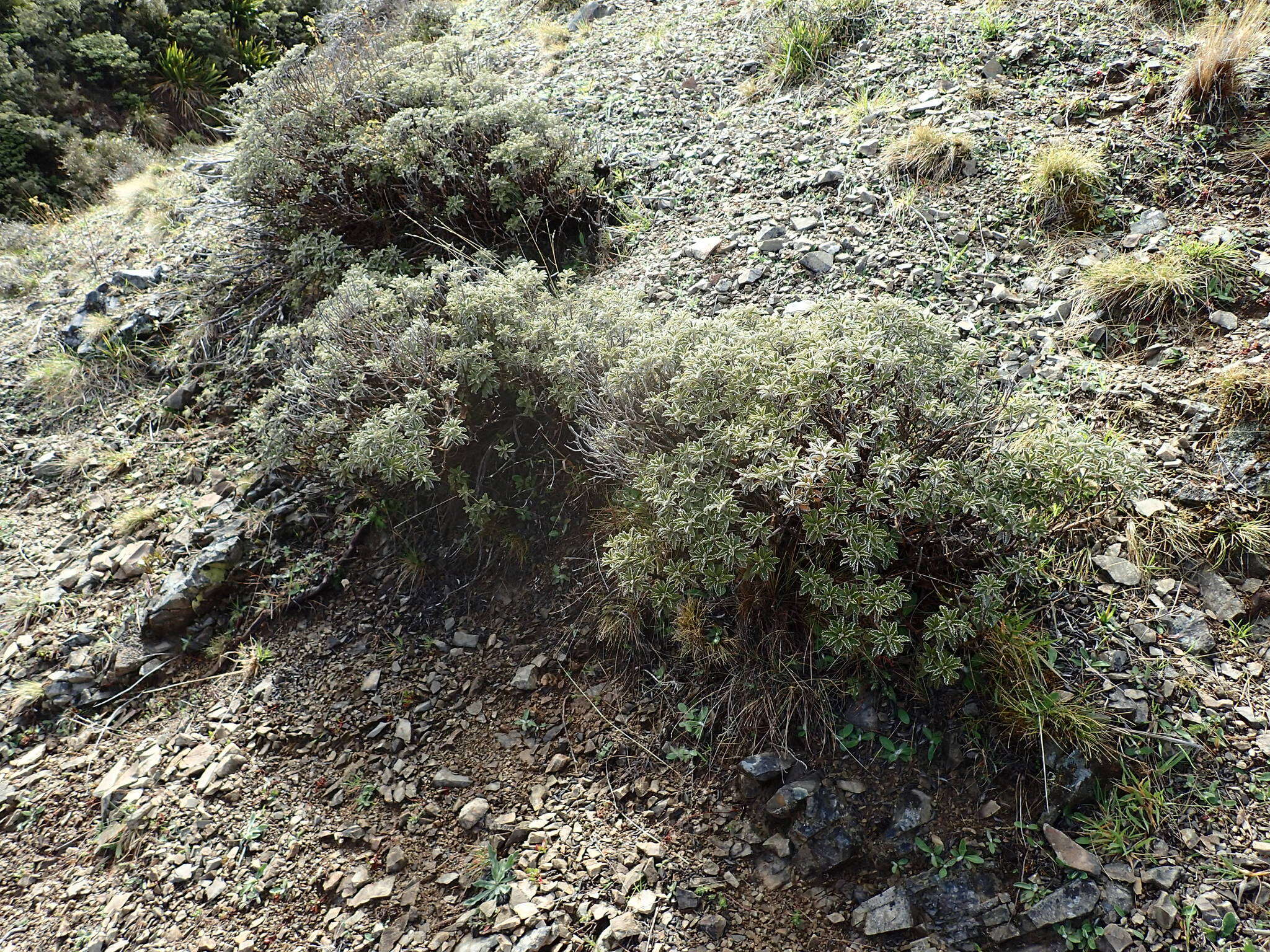 Image of Monro's Ragwort