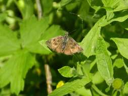 Image of dingy skipper